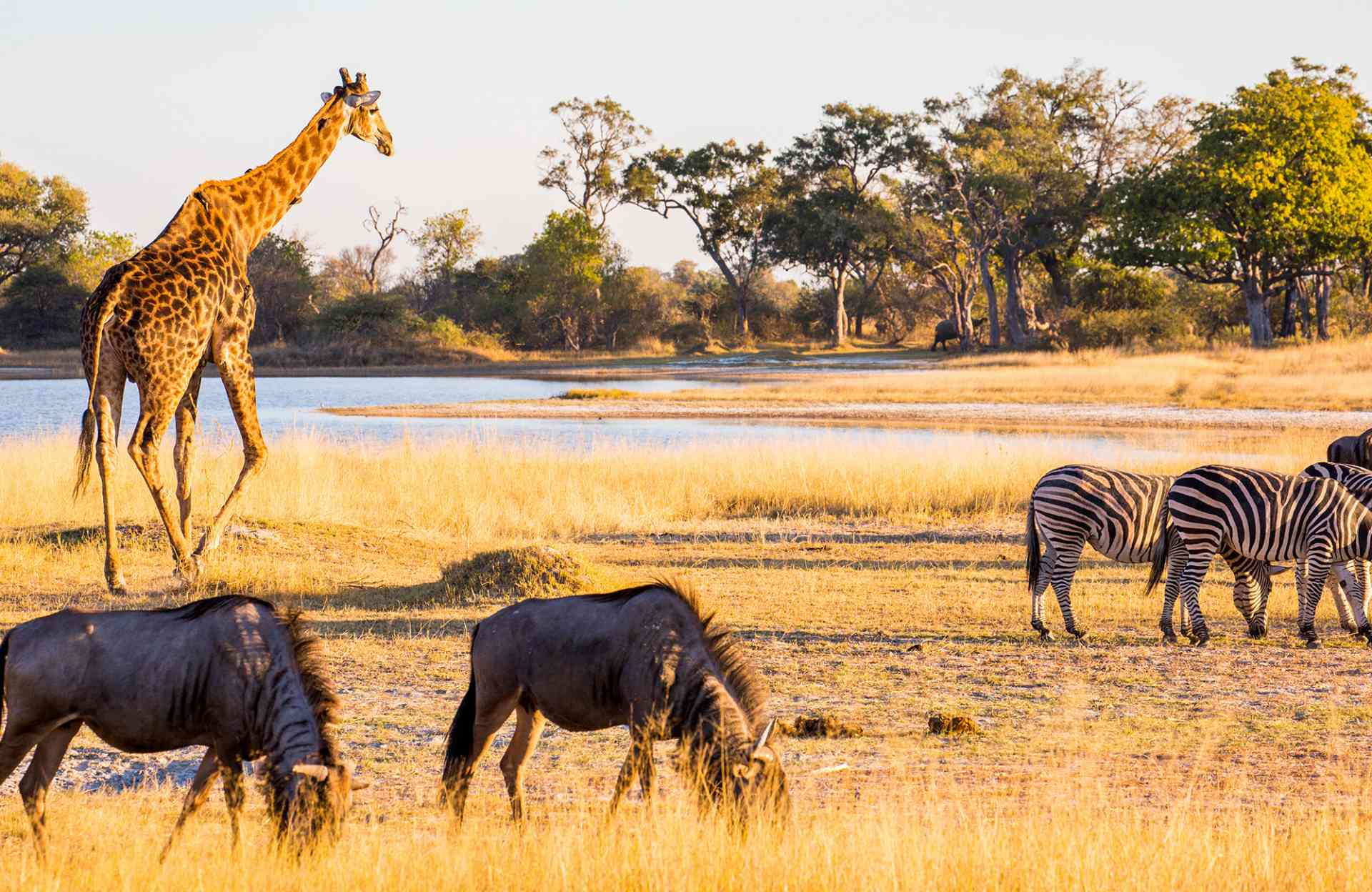 A herd of elephants walking across the savanna at sunset